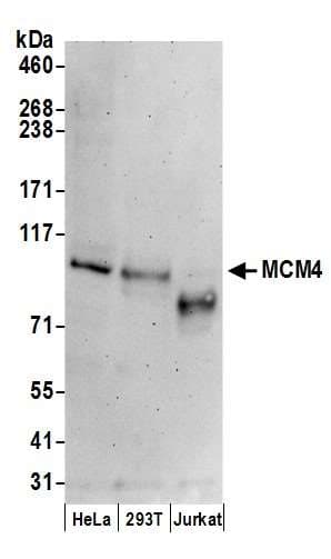 Polyclonal Goat anti-Human MCM4 Antibody (aa325-375, IHC, WB)