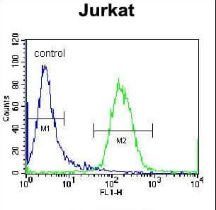 RBPJL Antibody (aa8-36)