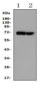 Polyclonal Rabbit anti-Human HSPA2 Antibody (aa580-599, WB)