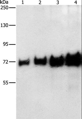 ALB / Serum Albumin Antibody