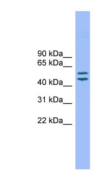 TM7SF2 Antibody (aa35-84)