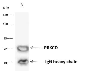 PRKCD / PKC-Delta Antibody