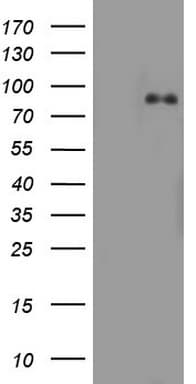 AFAP1 / AFAP Antibody (aa100-386, clone OTI4A2)