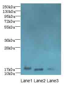 C3orf18 Antibody