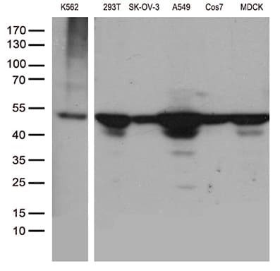 DDX39B / UAP56 Antibody (aa319-428, clone OTI8B8, Carrier-free)