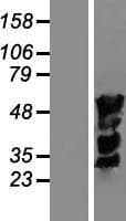 IRF4 Protein (Over-Expression Lysate Myc-DDK (Flag))