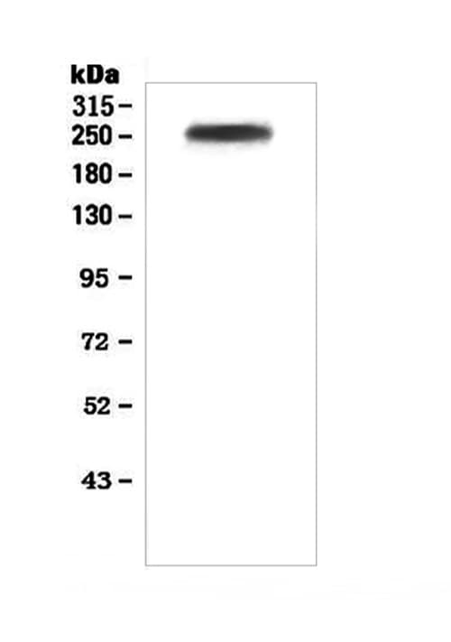 Polyclonal Rabbit anti-Human F5 / Factor Va Antibody (WB)