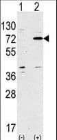 Apg7 / ATG7 Antibody (aa284-313)