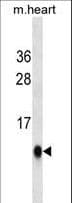 UBL5 Antibody