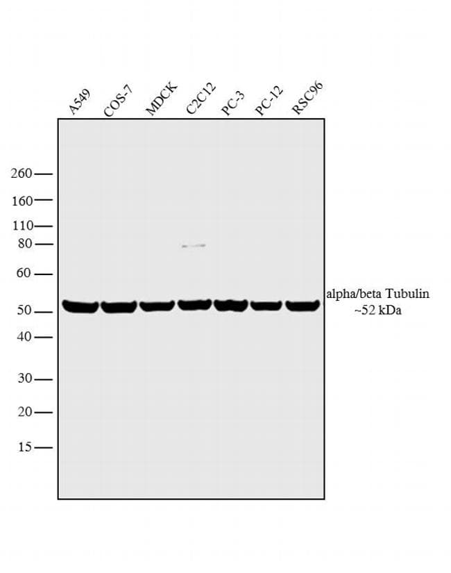 Tubulin Alpha/Beta Antibody (clone TU-10)