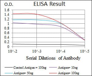 RPA70 / RPA1 Antibody (clone 4C4)