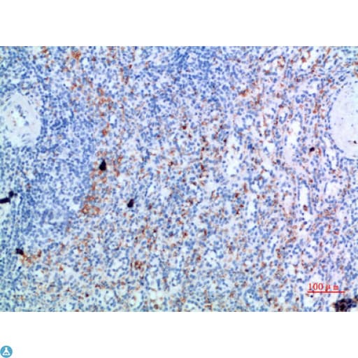 Polyclonal Rabbit anti-Human GYPC / Glycophorin C Antibody (IHC)
