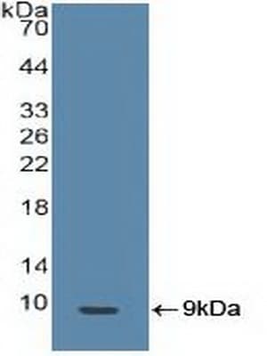 BRCA1 Antibody (aa19-83, APC)