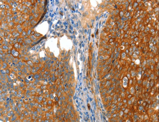 VWA5A Antibody