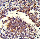 Complement C7 Antibody (aa375-403)