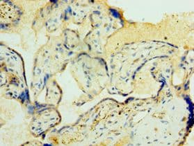 ORC4L / ORC4 Antibody (aa187-436)