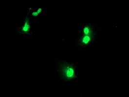 UBOX5 Antibody (clone OTI5A2)