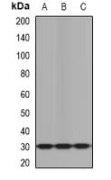 KLK10 / Kallikrein 10 Antibody