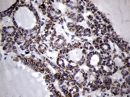 Monoclonal Mouse anti-Human MRPL44 Antibody (clone OTI3H5, Carrier-free, IHC, WB)