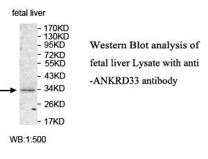 Polyclonal Rabbit anti-Human ANKRD33 Antibody (aa2-220, IHC, WB)