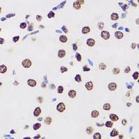 H2AFY / MACROH2A1 Antibody