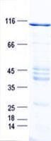 Human MIER2 Protein (Recombinant GST, N-terminus + His, C-terminus)