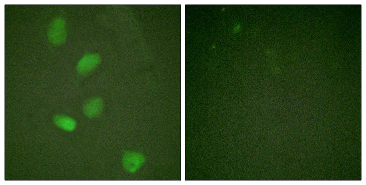 Polyclonal Rabbit anti-Human HDAC3 Antibody (p424, IHC, IF, WB)