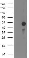 MEF2C Antibody (clone OTI4F7)