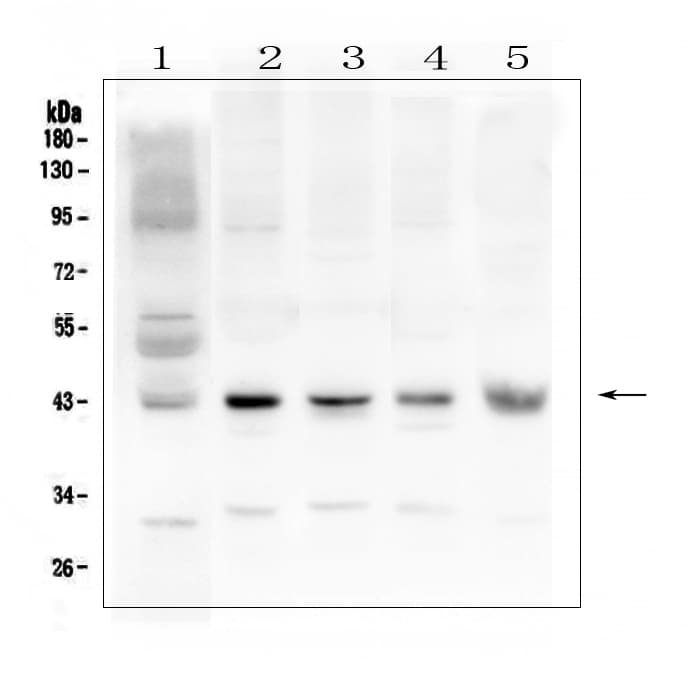 GJA1 / CX43 / Connexin 43 Antibody (aa351-367)
