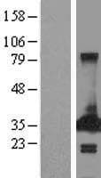 PECR Protein (Over-Expression Lysate Myc-DDK (Flag))