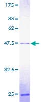 Human POLE3 / DNA Polymerase Epsilon Protein (Recombinant GST)