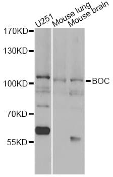 BOC Antibody
