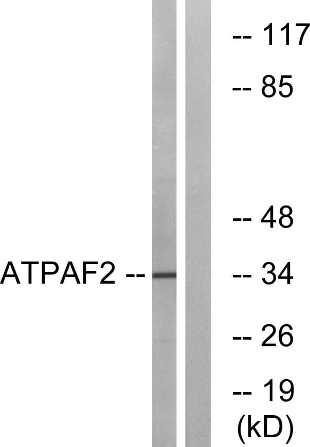 ATPAF2 Antibody (aa21-70)