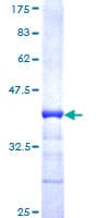 Human NRD1 / Nardilysin Protein (Recombinant GST, N-terminus)