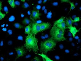 ATG3 Antibody (clone OTI4F6)