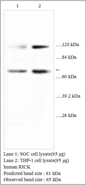 RICK / RIP2 Antibody