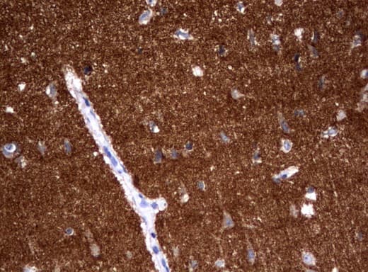 SYT4 Antibody (clone UMAB128)