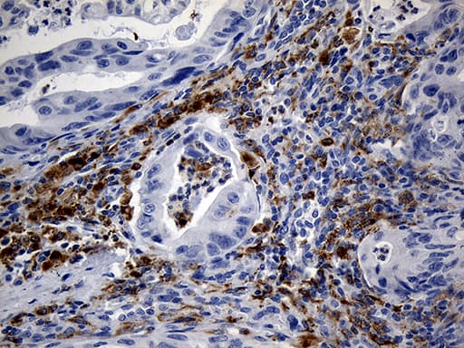 TLR8 Antibody (aa32-153, clone OTI4F3, Carrier-free)