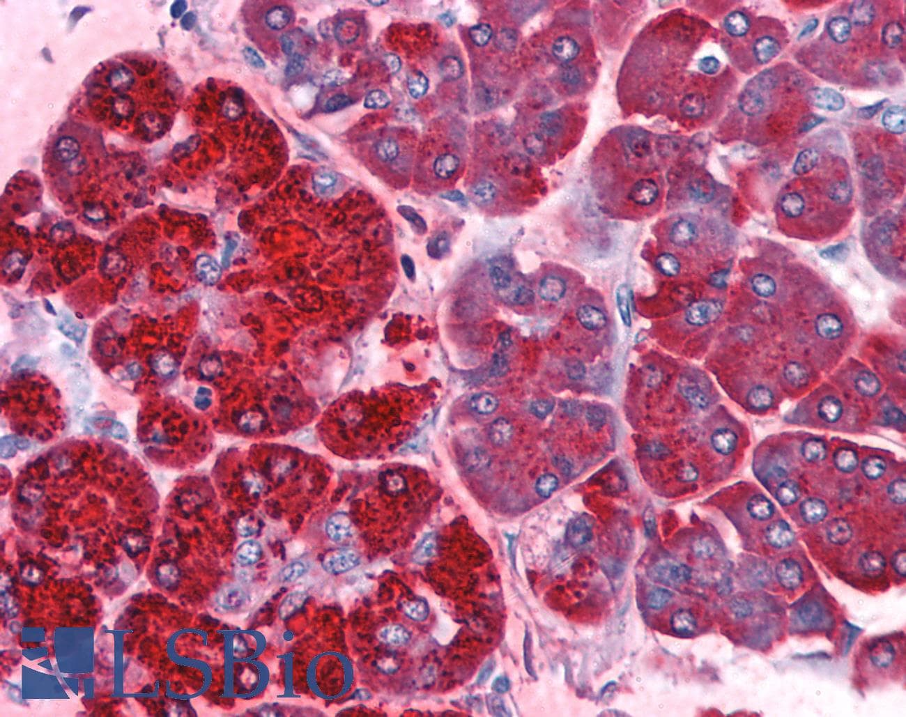 IHC-plus™ Monoclonal Mouse anti-Human REG1A Antibody (clone 1A4, IHC, IF)