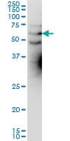 KCNA3 / Kv1.3 Antibody (clone 1D8)