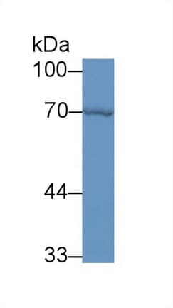 HSPA1A Antibody (aa1-641)