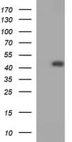 Monoclonal Mouse anti-Human CDC123 Antibody (clone OTI3B9, WB)