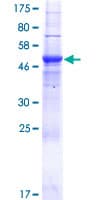 Human CD300LB Protein (Recombinant GST)