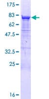 Human GRWD1 Protein (Recombinant GST)