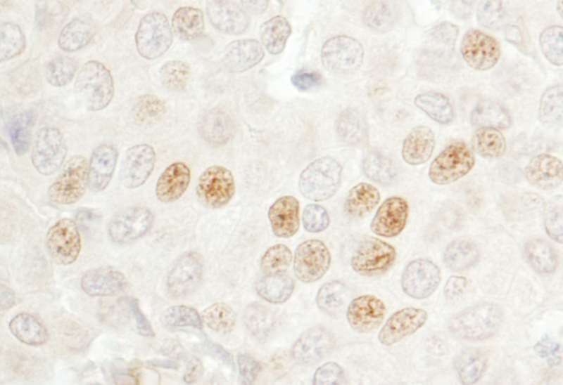CDC20 Antibody (aa50-100)
