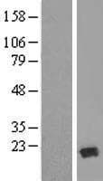 TRAPPC6A Protein (Over-Expression Lysate Myc-DDK (Flag))