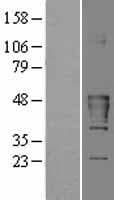 CKMT2 Protein (Over-Expression Lysate Myc-DDK (Flag))