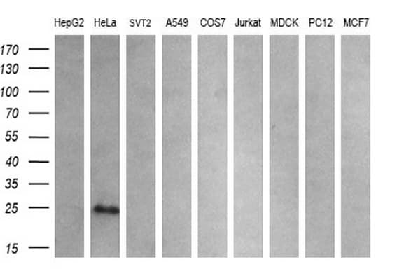 CITED1 Antibody (clone OTI1C6, Carrier-free)