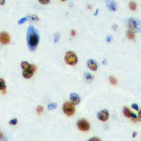 NOM1 Antibody (C-Terminus)