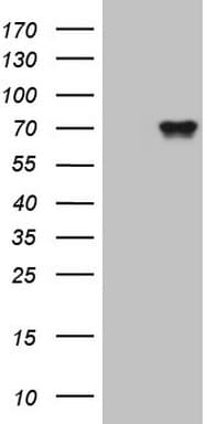 CDC6 Antibody (clone OTI8E6)